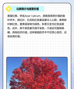 美国红枫栽培技术,选对方法,轻松打造秋日美景 美国红枫栽培技术,选对方法,轻松打造秋日美景