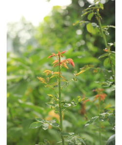 蜀葵树虫害防治,常见问题识别,有效应对方法 蜀葵树虫害防治,常见问题识别,有效应对方法