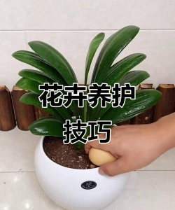 花仓怎么养,新手入门指南,轻松上手不踩坑 花仓怎么养,新手入门指南,轻松上手不踩坑