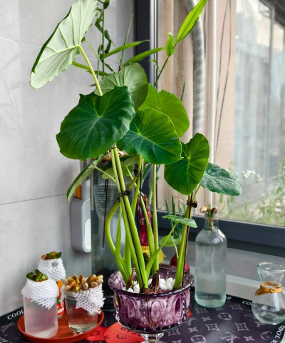 水气栽培,轻松入门,家庭种植新选择 水气栽培,轻松入门,家庭种植新选择