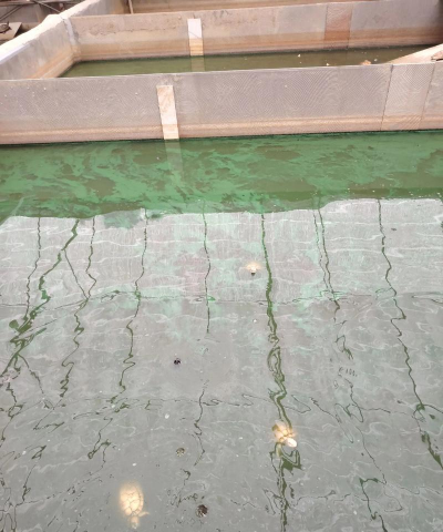 花手巾鱼怎么养,新手入门指南,常见问题解答 花手巾鱼怎么养,新手入门指南,常见问题解答