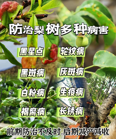 树病害防治肥料,常见问题解析,实用选择建议 树病害防治肥料,常见问题解析,实用选择建议