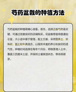 芍药花怎么养仓鼠,常见误区解析,正确饲养指南 芍药花怎么养仓鼠,常见误区解析,正确饲养指南