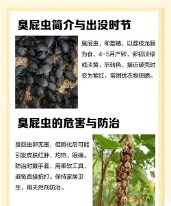 桂圆树害虫防治,识别常见虫害,掌握有效方法 桂圆树害虫防治,识别常见虫害,掌握有效方法