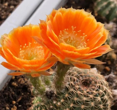 仙人球花怎么养,掌握关键技巧,轻松开花爆盆 仙人球花怎么养,掌握关键技巧,轻松开花爆盆