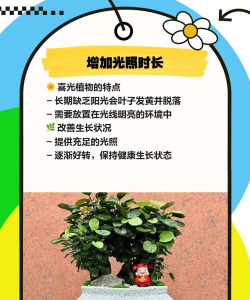 金钱树病虫防治,常见问题解析,实用应对方法 金钱树病虫防治,常见问题解析,实用应对方法