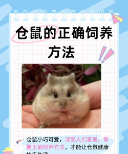 玫瑰花怎么养仓鼠,新手常犯错误,正确饲养方法 玫瑰花怎么养仓鼠,新手常犯错误,正确饲养方法