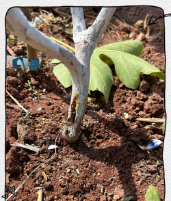 海棠树防治天牛,识别虫害特征,掌握有效方法 海棠树防治天牛,识别虫害特征,掌握有效方法