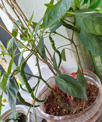 家庭栽培蔬菜,轻松上手,享受绿色生活 家庭栽培蔬菜,轻松上手,享受绿色生活