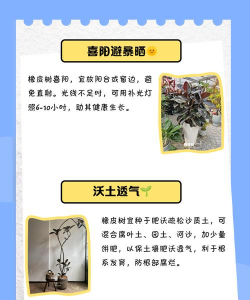 橡胶树防治死树,找准原因,对症下药 橡胶树防治死树,找准原因,对症下药