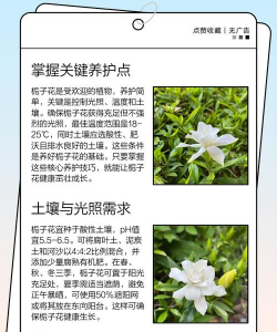 栀子花怎么养才多花,掌握关键技巧,轻松实现爆盆 栀子花怎么养才多花,掌握关键技巧,轻松实现爆盆