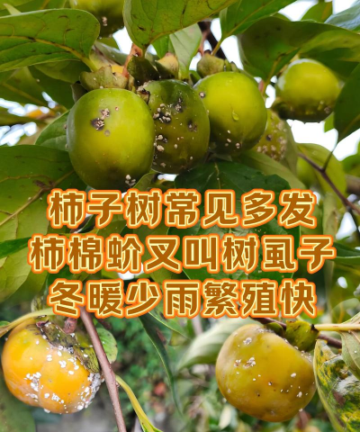 柿树蛀虫防治,识别常见虫害,掌握有效方法 柿树蛀虫防治,识别常见虫害,掌握有效方法