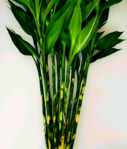 富贵竹怎么水养栀子花,掌握关键技巧,轻松养出好状态 富贵竹怎么水养栀子花,掌握关键技巧,轻松养出好状态