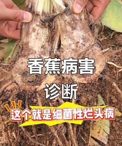 香蕉树瘟疫防治,识别早期症状,采取有效手段 香蕉树瘟疫防治,识别早期症状,采取有效手段