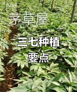 三七的栽培种植技术,掌握关键要点,实现高产优质 三七的栽培种植技术,掌握关键要点,实现高产优质