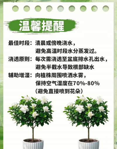 栀子花室内怎么养,选对位置,注意浇水 栀子花室内怎么养,选对位置,注意浇水