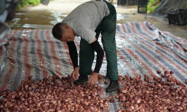 林下食用菌栽培技术,提升林地效益,实现生态循环 林下食用菌栽培技术,提升林地效益,实现生态循环