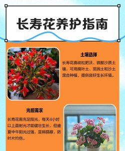 长寿花冬天怎么养,注意保暖防冻,保持光照充足 长寿花冬天怎么养,注意保暖防冻,保持光照充足