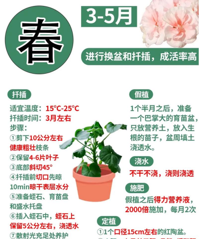 天竺葵栽培,新手入门指南,轻松养出爆盆花 天竺葵栽培,新手入门指南,轻松养出爆盆花