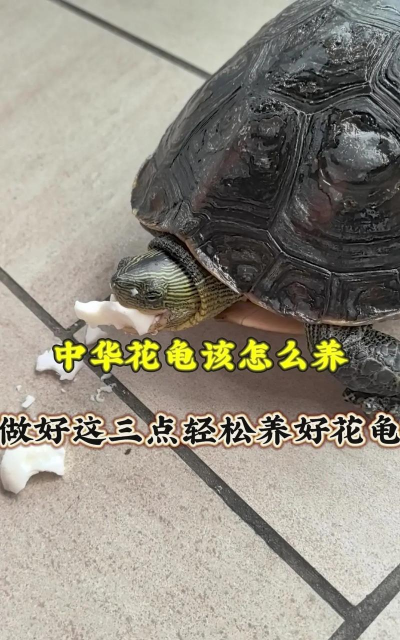 花龟怎么养好,环境布置要点,日常喂养技巧 花龟怎么养好,环境布置要点,日常喂养技巧