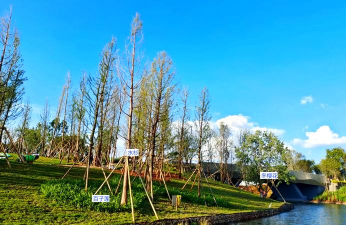 河坝绿化设计品种分类,选对植物,提升生态效果 河坝绿化设计品种分类,选对植物,提升生态效果