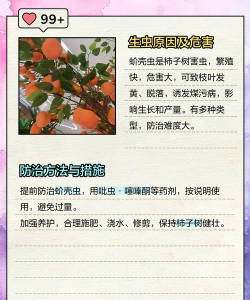 柿树防治技术,常见问题解析,实用应对方法 柿树防治技术,常见问题解析,实用应对方法