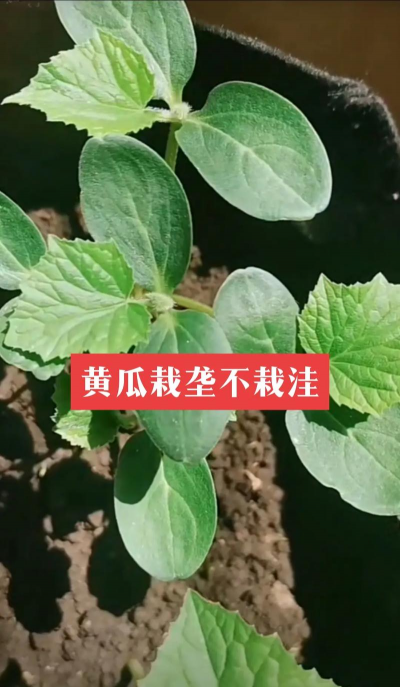 黄瓜温室栽培,高效种植方法,产量提升技巧 黄瓜温室栽培,高效种植方法,产量提升技巧