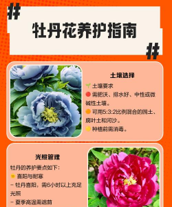牡丹花怎么养视频,新手入门指南,轻松掌握技巧 牡丹花怎么养视频,新手入门指南,轻松掌握技巧