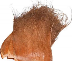 棕榈的栽培,掌握关键步骤,轻松打造热带风情 棕榈的栽培,掌握关键步骤,轻松打造热带风情