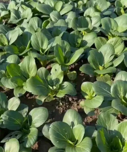 上海青栽培,轻松上手,家庭菜园首选 上海青栽培,轻松上手,家庭菜园首选