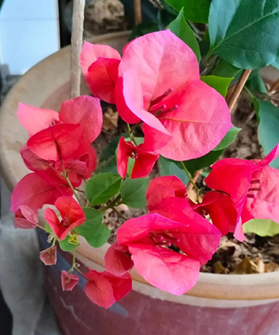 金元宝花怎么养,掌握关键技巧,轻松爆盆开花 金元宝花怎么养,掌握关键技巧,轻松爆盆开花