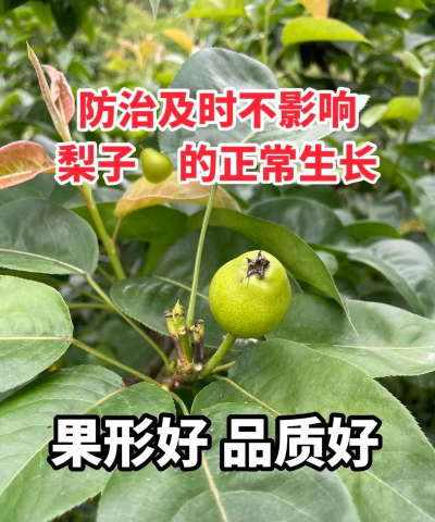 树锈病防治,识别早期症状,选择有效药剂 树锈病防治,识别早期症状,选择有效药剂