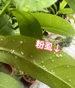 树的虫害防治,常见问题,实用方法 树的虫害防治,常见问题,实用方法
