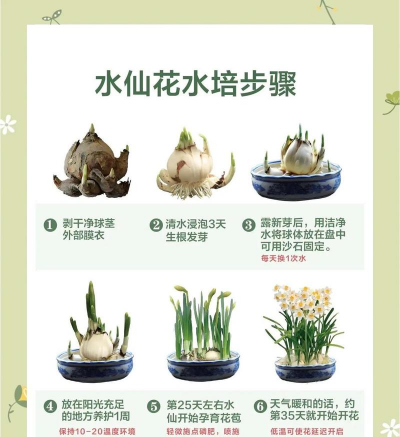 水养的花怎么养护,掌握关键技巧,轻松养好水培植物 水养的花怎么养护,掌握关键技巧,轻松养好水培植物