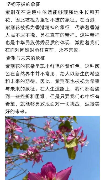 紫荆栽培,选对方法,花开满枝 紫荆栽培,选对方法,花开满枝