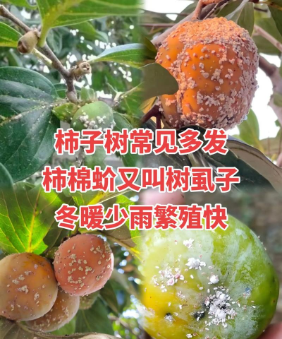 乡村树树虱子的防治方法,识别虫害特征,掌握有效手段 乡村树树虱子的防治方法,识别虫害特征,掌握有效手段