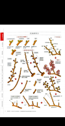 盆景怎么栽培,掌握基础技巧,打造专属小景 盆景怎么栽培,掌握基础技巧,打造专属小景