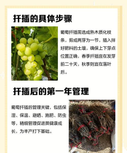 葡萄嫁接栽培,提高成活率,掌握关键步骤 葡萄嫁接栽培,提高成活率,掌握关键步骤
