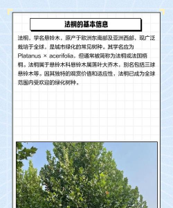 桐树笼枝树,防治方法详解,轻松解决困扰 桐树笼枝树,防治方法详解,轻松解决困扰