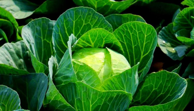 春甘蓝栽培,掌握关键技巧,轻松收获好菜 春甘蓝栽培,掌握关键技巧,轻松收获好菜