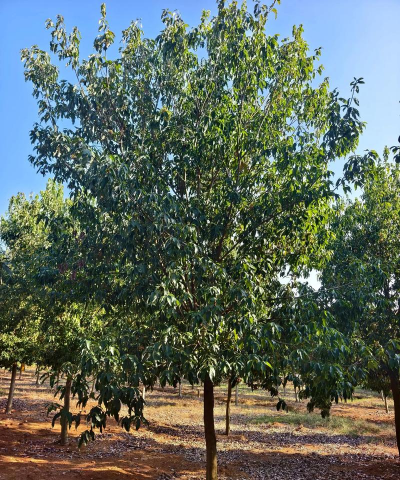 防治滑坡的树叫什么树,常见种类盘点,选择要点解析 防治滑坡的树叫什么树,常见种类盘点,选择要点解析