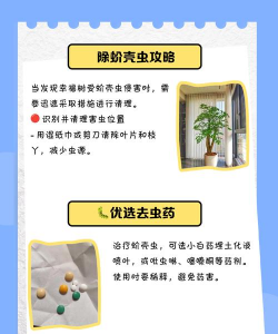 幸福树树虱防治办法,识别虫害特征,掌握有效处理步骤 幸福树树虱防治办法,识别虫害特征,掌握有效处理步骤