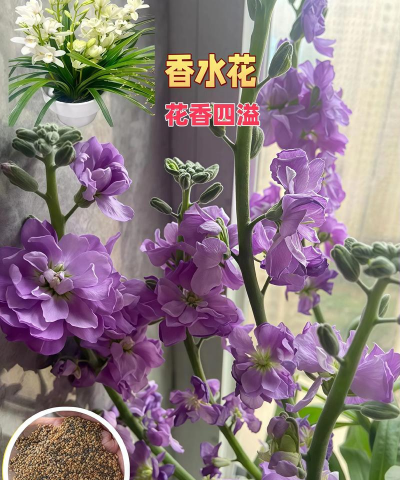紫罗兰栽培,轻松上手,花开满盆 紫罗兰栽培,轻松上手,花开满盆