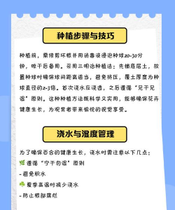 百合花怎么养球,掌握关键技巧,轻松养出饱满种球 百合花怎么养球,掌握关键技巧,轻松养出饱满种球