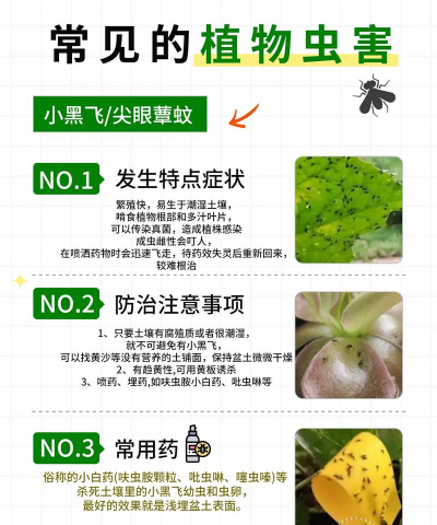 养的花有虫子怎么办,快速识别虫害,安全有效处理 养的花有虫子怎么办,快速识别虫害,安全有效处理