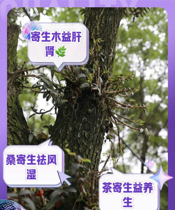 板栗树长寄生树怎么防治,识别寄生危害,掌握清除方法 板栗树长寄生树怎么防治,识别寄生危害,掌握清除方法