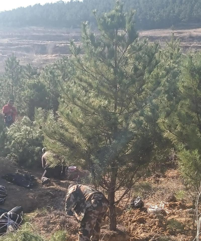 油松的栽培,掌握关键技巧,轻松种活它 油松的栽培,掌握关键技巧,轻松种活它