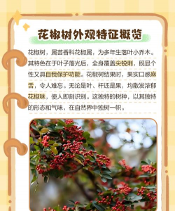 花椒树树体发黑怎样防治,找准原因,对症下药 花椒树树体发黑怎样防治,找准原因,对症下药