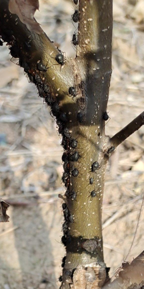 板栗树的树虱如何防治,识别虫害特征,采取有效方法 板栗树的树虱如何防治,识别虫害特征,采取有效方法