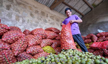 核桃丰产栽培,掌握关键技巧,实现高产稳收 核桃丰产栽培,掌握关键技巧,实现高产稳收